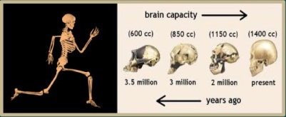 exercise_brain evolution